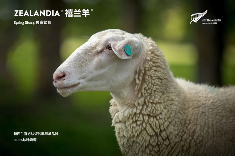 Spring Sheepdȫd׃̷^ע@GCBME05.jpg